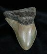 Inch Partial Megalodon Tooth #1355-1